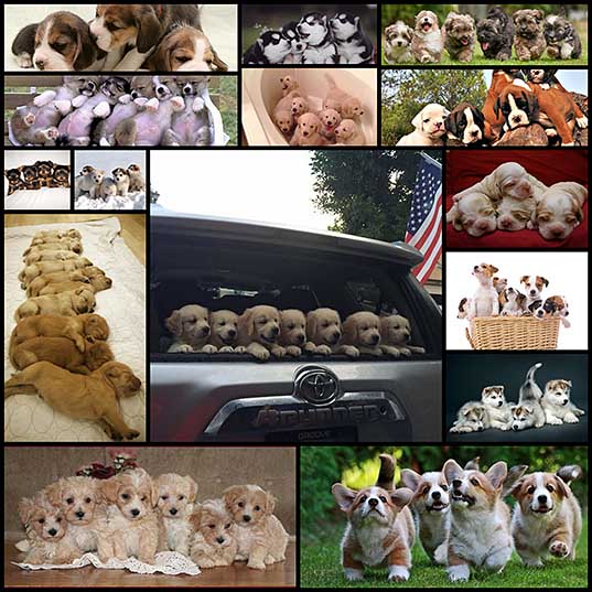 Adorable Photos of Puppies Gang – Design Swan