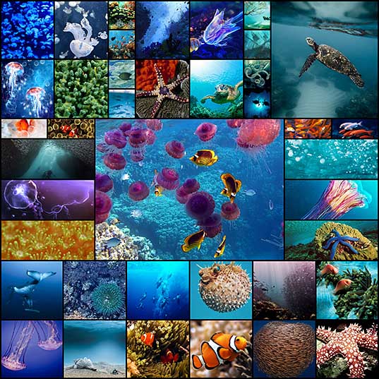 40 Picturesque and Beautiful Underwater Wallpapers - Hongkiat