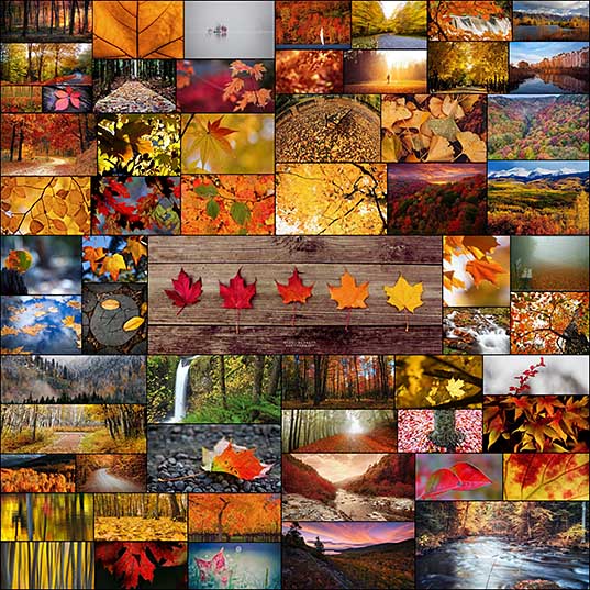 60 Breathtaking Fall Images for Your Inspiration - Fall Leaves