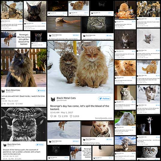Twitter Account Pairs Cat Pics With Metal Lyrics And It’s Just Perfect Bored Panda