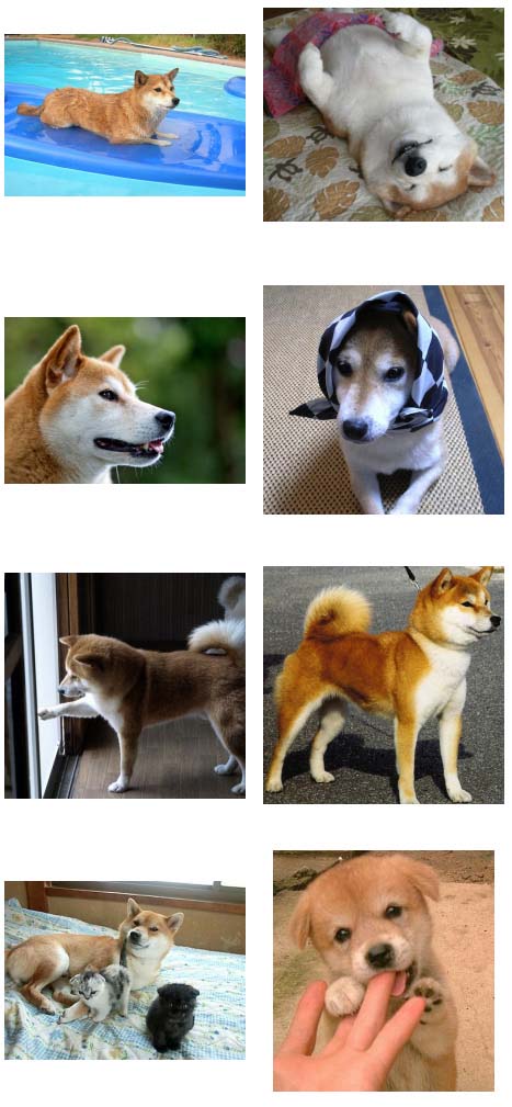 柴犬いっぱい