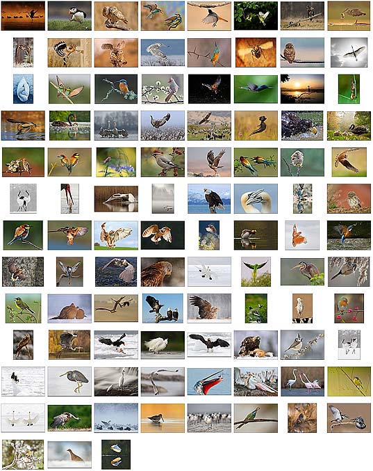 壁紙 可愛い 綺麗 カッコイイ 色々な鳥の写真100枚 いぬらぼ