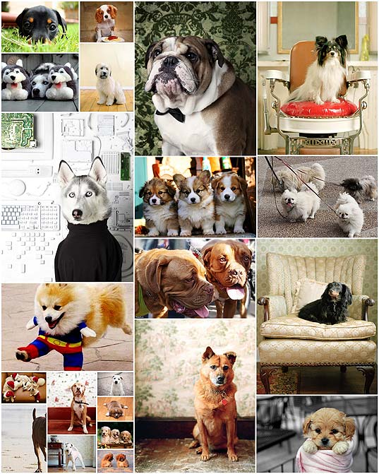 壁紙 超可愛い犬の写真22枚 いぬらぼ