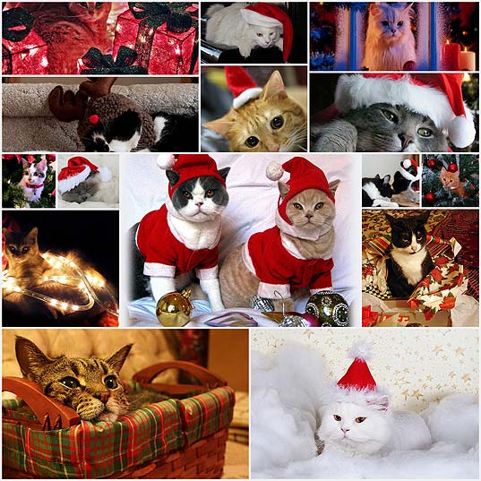 壁紙 クリスマスな猫写真15枚 17枚 いぬらぼ