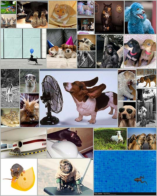 動物 壁紙 面白可愛い動物写真40枚 いぬらぼ