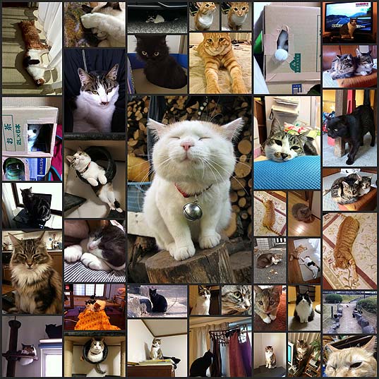 壁紙 Iphoneで撮った猫 40枚 いぬらぼ