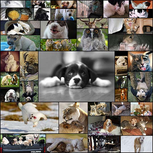 動物 壁紙 面白可愛い動物写真40枚 いぬらぼ