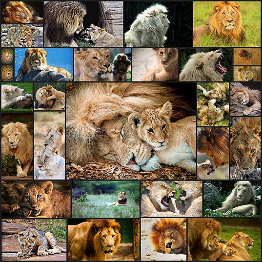 勇ましいライオンの写真35枚 いぬらぼ