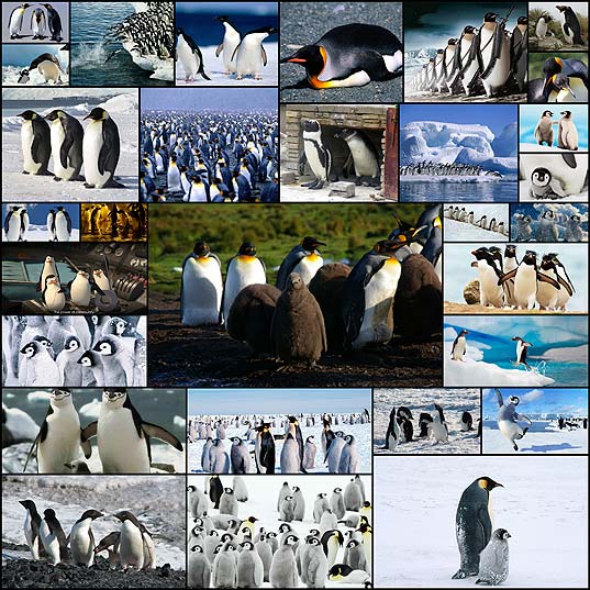 壁紙 かわいいペンギンの写真 画像30枚 いぬらぼ