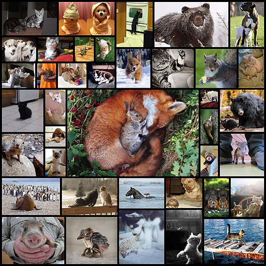 壁紙 おもしろカワイイ動物写真39枚 いぬらぼ