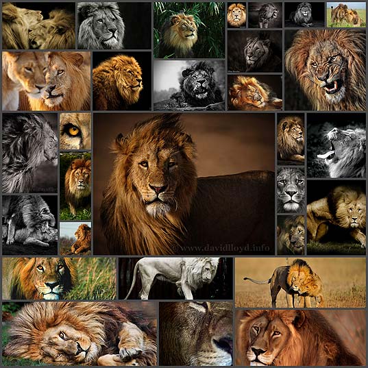 壁紙 貫禄たっぷりなライオンの写真30枚 いぬらぼ