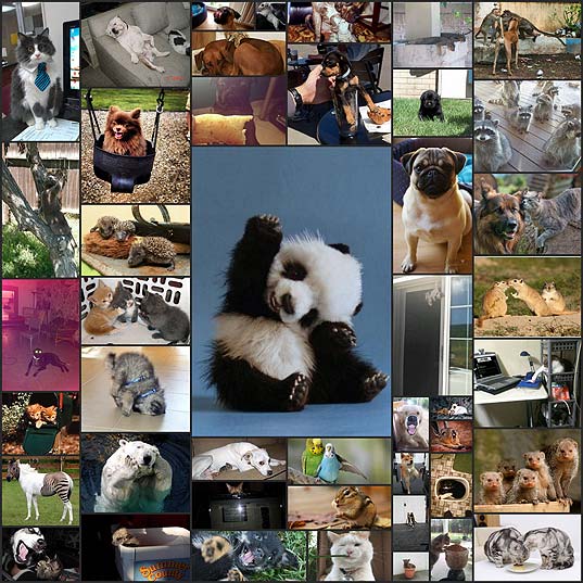 壁紙 可愛い犬と猫と動物たちの画像 45枚 いぬらぼ