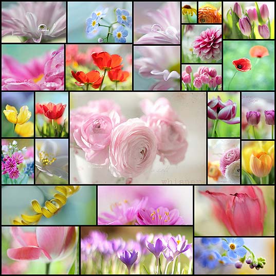 壁紙 Aina Apelthunによる綺麗でファンシーな花の写真27枚 いぬらぼ