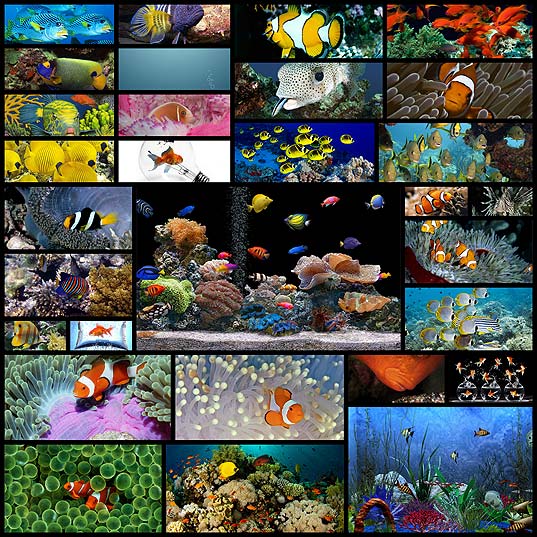 鮮やか綺麗な熱帯魚 金魚の写真30枚 いぬらぼ