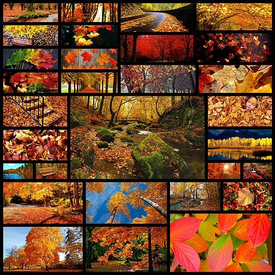 綺麗で秋らしい写真30枚 いぬらぼ