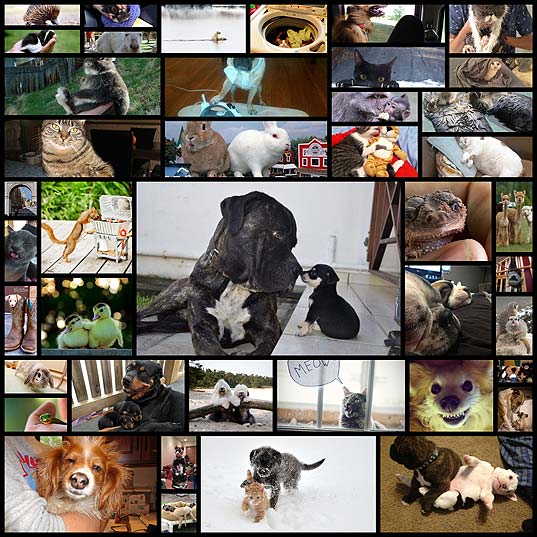 These-Funny-Animals-(43-pics)---Izismile