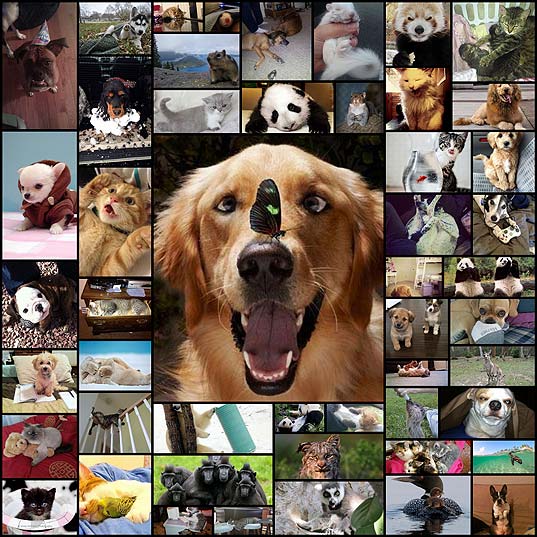 These-Funny-Animals-(50-pics)---Izismile