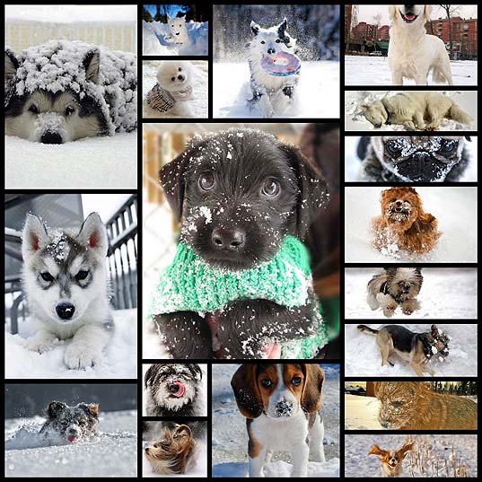 18-cute-photos-of-dog-playing-in-snow