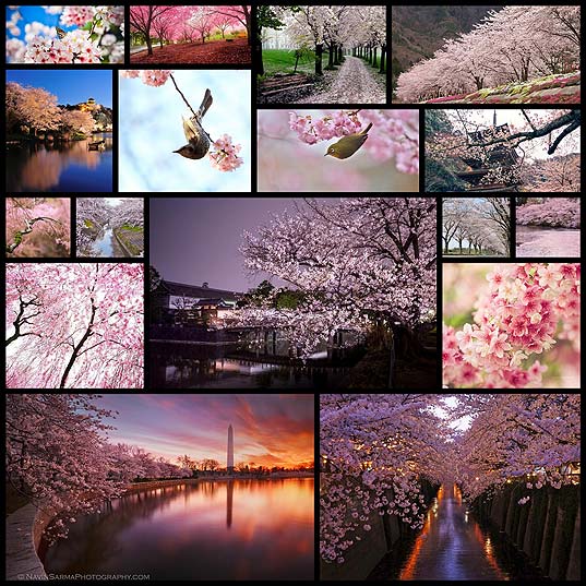 breathtaking-cherry-blossom-photography17