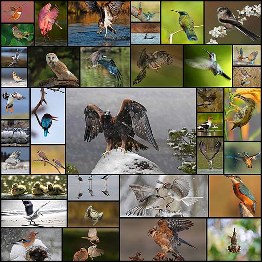 birds-photography40