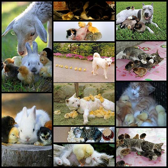 cute-animals-that-are-chick-magnets10