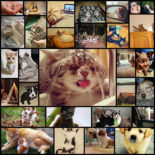 top_30_animal_pics_of_the_week