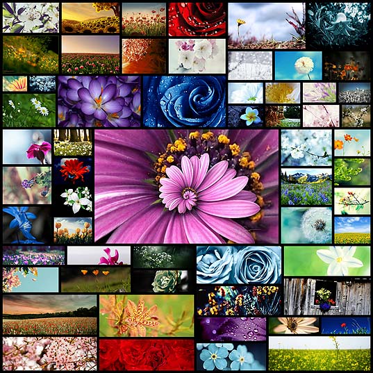 ww-flower-wallpapers60