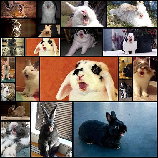 可愛いけどちょっと怖いウサギのあくび写真 14枚 いぬらぼ
