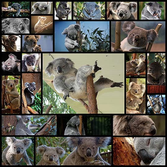 27-cute-and-cuddly-koala-photography