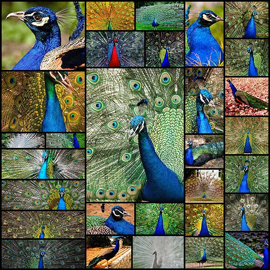 30-lovely-peacock-pictures-for-your-inspiration