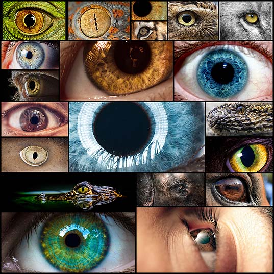 mesmerizing-eyes-photography20