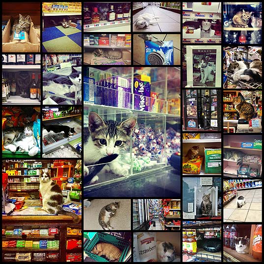 25-Places-You'll-Find-Bodega-Cats
