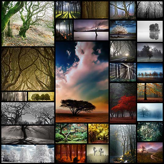 30-magical-examples-of-tree-photography-for-your-inspiration