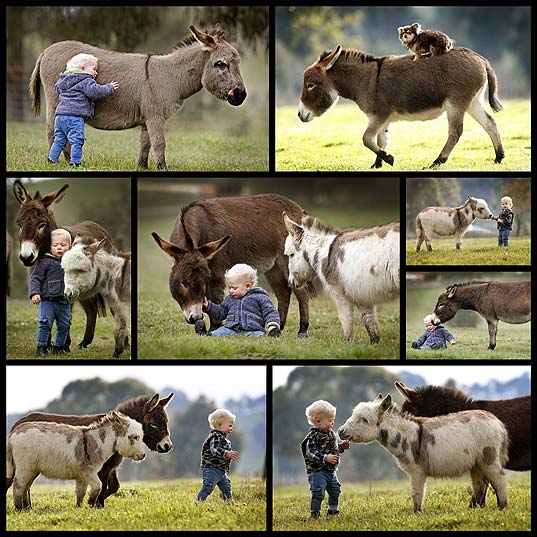 miniature-donkeys-are-the-best-friend-anyone-ever-had