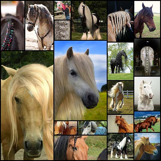 20-horses-with-better-hair-than-you