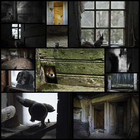 abandoned-house-overtaken-by-animals-kai-fagerstrom13