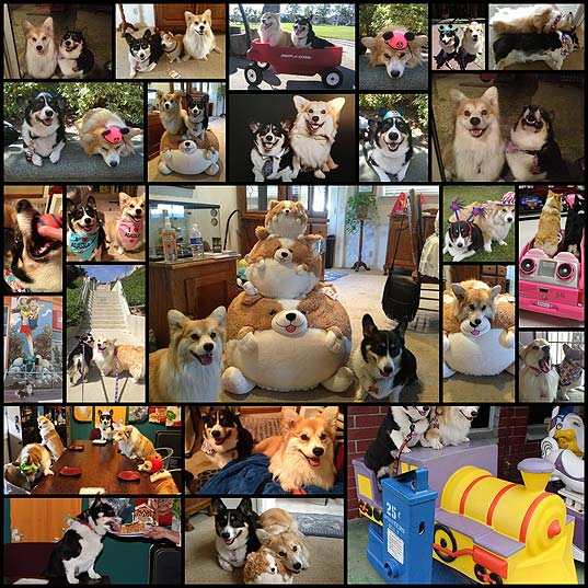 ed-and-jiggles-are-the-worlds-cutest-corgi-best-friends25