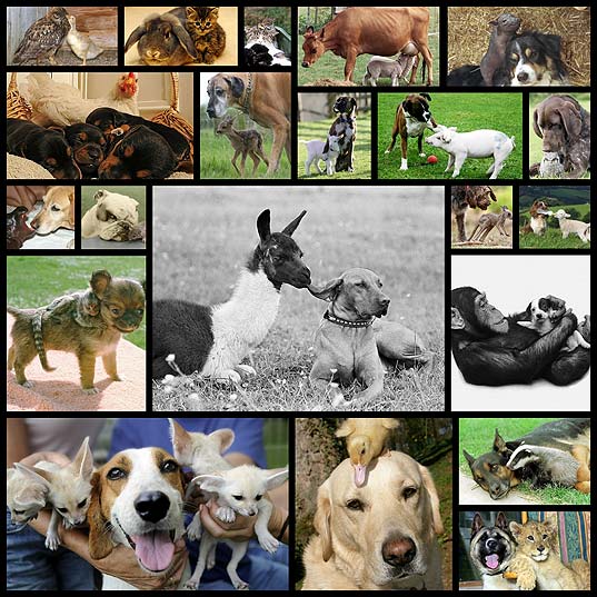 most-touching-interspecies-friendships21