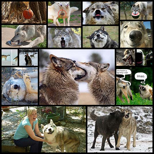 カッコイイけどやっぱり可愛いオオカミの写真17枚 いぬらぼ