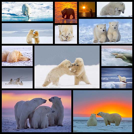magnificent-photograph-of-polar-bear14