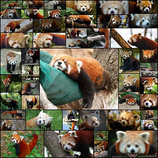 かわいいレッサーパンダの写真 48枚 いぬらぼ