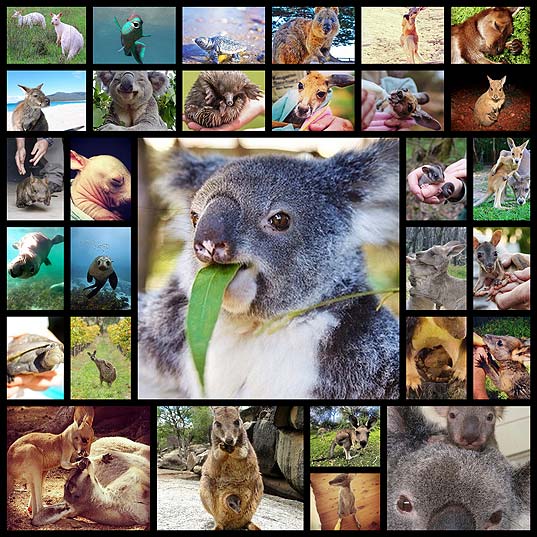 オーストラリアの可愛い動物たち 30枚 いぬらぼ