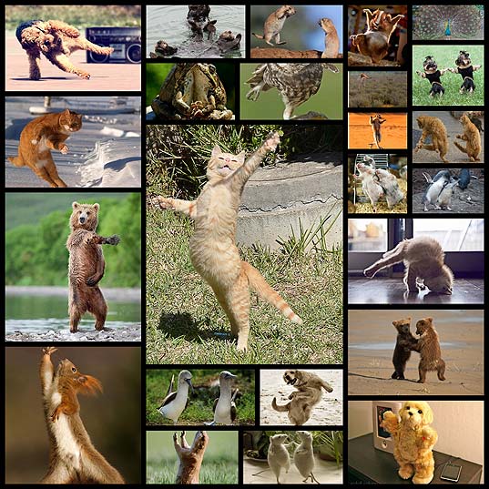 dancing-animals-with-partners-or-alone-images24