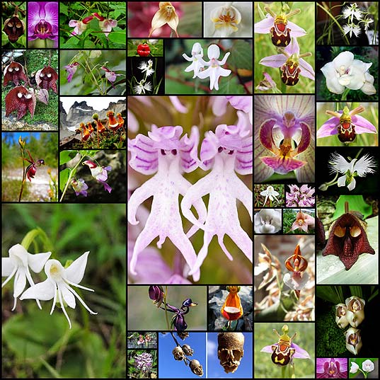 flowers-look-like-animals-people-monkeys-orchids-pareidolia36
