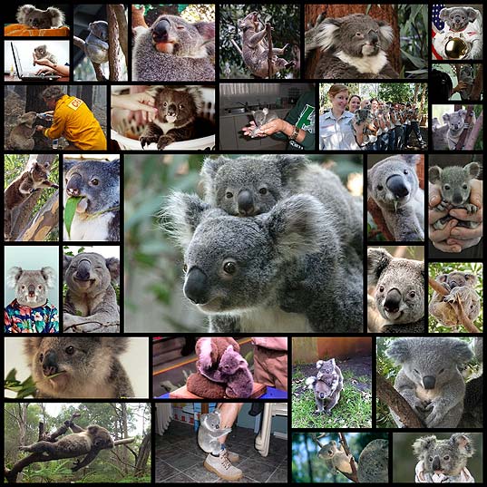 the-cutest-koalas-that-have-ever-lived30