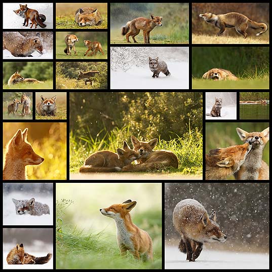 fox-photography-wildlife-roeselien-raimond21