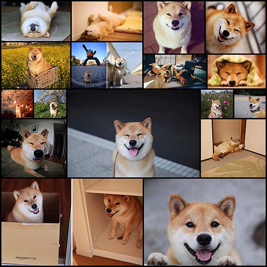 happy-smiling-dog-maru-shiba-inu17