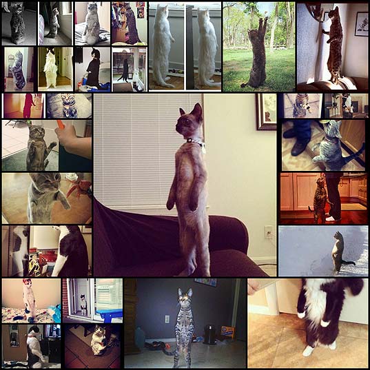 cats-standing-proudly-on-two-feet26