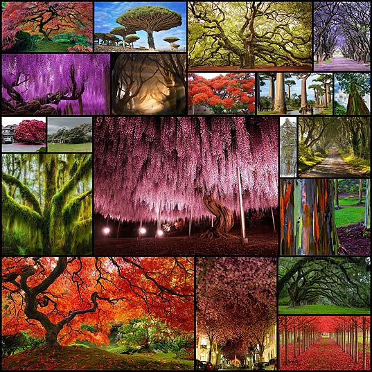 most-beautiful-trees20