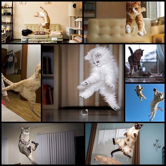 jumping-cat8